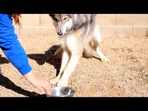 Resource Guarding - Wolf Hybrid Behavior Modification - YouTube