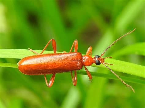 Fire-colored Beetle (Dendroides concolor) | Garrett county, Color, Beetle