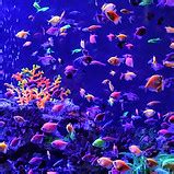 LIVE TROPICAL FISH | Smartfishaquarium