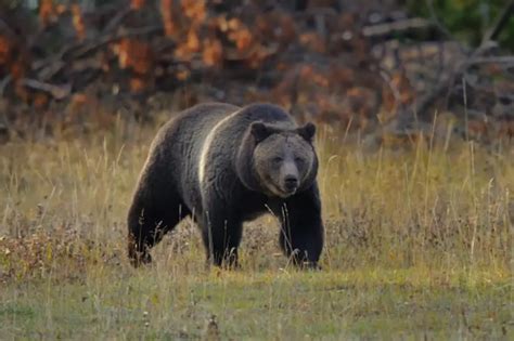 Montana FWP Drafts Grizzly Bear Hunting Plan