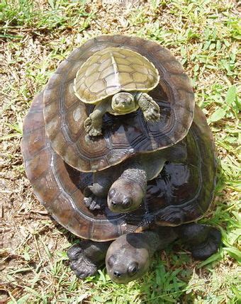 Northern river terrapin - Wikipedia