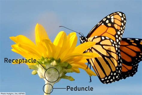 Parts Of A Flower Identified & Explained: Diagram & Photos