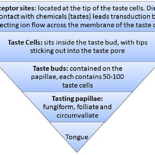 Four different types of mechanoreceptors. Adapted from Chen (2014 ...