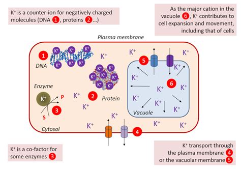 Potassium and Sodium: fraternal twins! - Encyclopedia of the Environment