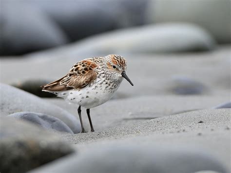 Western sandpiper - song / call / voice / sound.