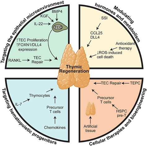 Thymus