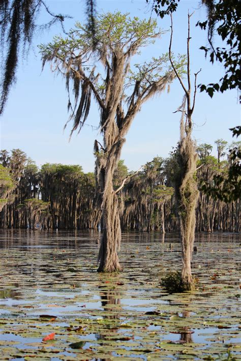 Swamp Cypress Trees Free Stock Photo - Public Domain Pictures