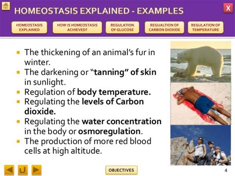 Biology M3 Homeostasis