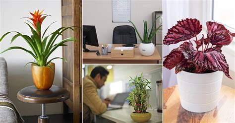 25 Best Houseplants for Home Offices | Home Office Plants