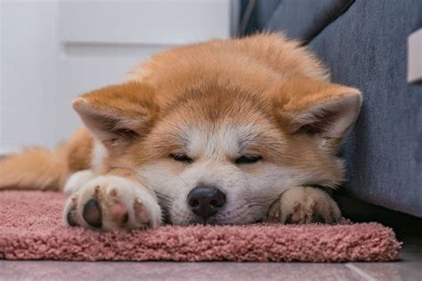 Why Does My Akita Sleep So Much? | MyPetCareJoy