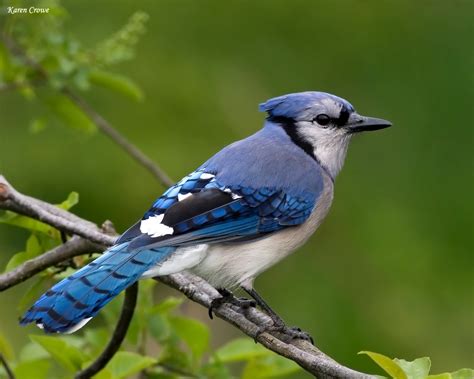 Blue Jay Bird Wallpaper - WallpaperSafari