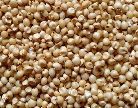 Natural Jowar Seed at Rs 25 in Bangalore - ID: 6393806 | Famous Trading Co