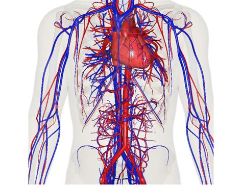 The Circulatory System