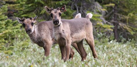 Indigenous-led conservation aims to rekindle caribou abundance and ...