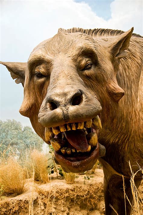 prehistoric-pig | swanlefitte | Flickr