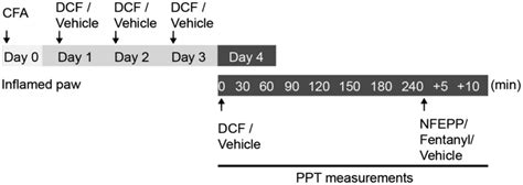 Experimental protocol. Complete Freund's adjuvant (CFA) was injected ...