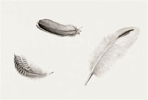 Study of three feathers (1813–1838) | Free Photo Illustration - rawpixel