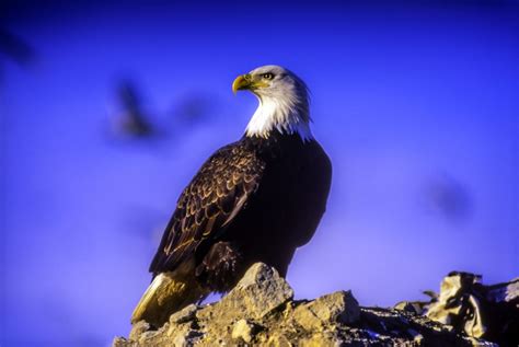 Endangered Species All across Canada - Politics Now