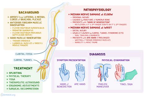 Median Nerve Dermatome Hand - Dermatomes Chart and Map