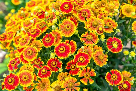 How to Grow and Care for Helenium (Sneezeweed)