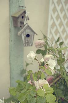 THE PROVINS ROSE GARDEN