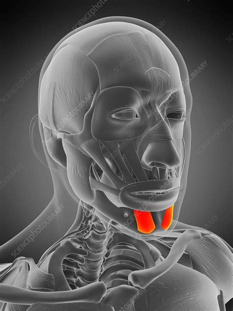 Mentalis muscle, illustration - Stock Image - F029/4812 - Science Photo Library