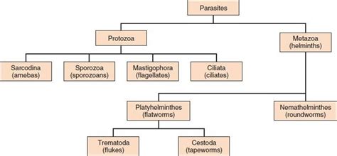 PARASITOLOGY VOCABULARY Diagram | Quizlet