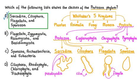 Protozoa Identification Chart