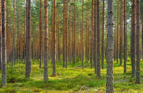 12 Types of Softwood Trees (Identification Guide) - Mississippi Greens