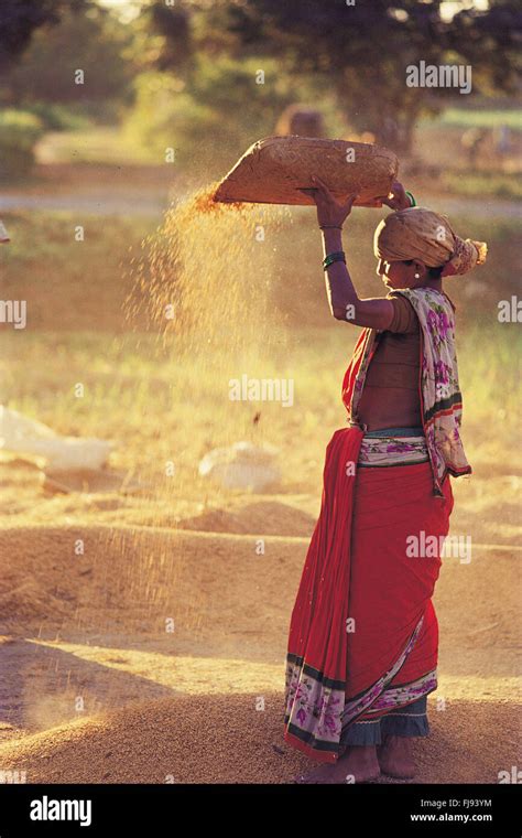 Woman winnowing wheat hi-res stock photography and images - Alamy