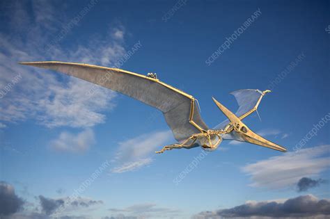 Pteranodon skeleton, illustration - Stock Image - F020/1156 - Science Photo Library