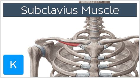 Subclavius Muscle - Origins & Function - Human Anatomy | Kenhub ...