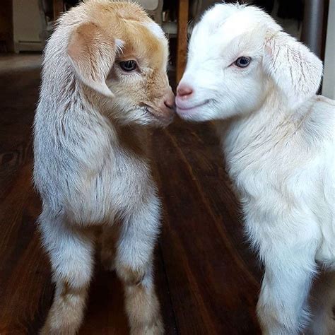 77 best Goats in pajamas images on Pinterest | Farm animals, Funny animals and Baby goats