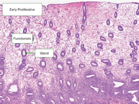 Ovary and Follicle Development