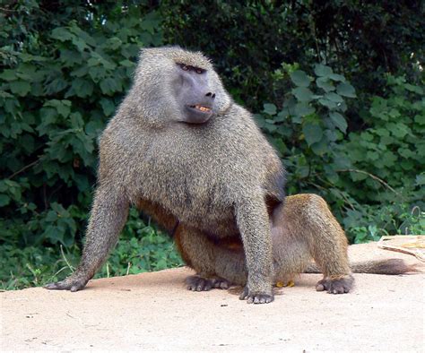 smiling baboon at check in place | rp31462 | Flickr