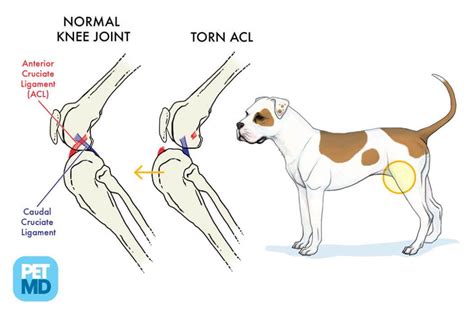 ACL Cruciate Repair In Dogs | Kingsdale Animal Hospital