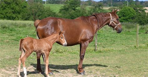 Horse and Colt · Free Stock Photo