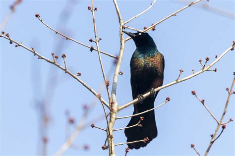 Birds In Nevada: 30 Species To Watch For In The Silver State