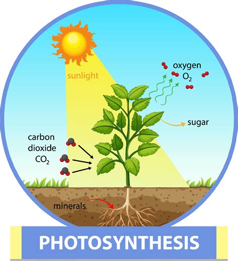 Diagram showing process of photosynthesis in plant 3560499 Vector Art at Vecteezy