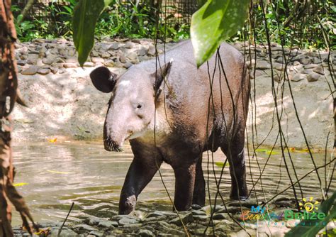 The Baird’s Tapir, the National Animal of Belize - My Beautiful Belize