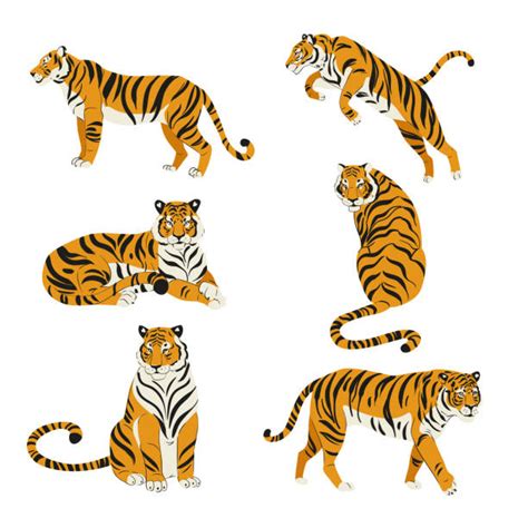 88,600+ Tiger Stock Illustrations, Royalty-Free Vector Graphics & Clip ...