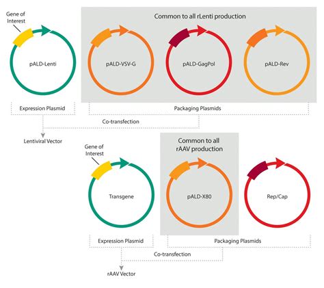 Standardized Plasmid DNA Available On-Demand