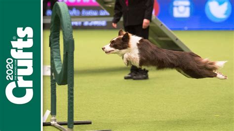 Can your dog do this? Dog Agility returns to Crufts 2020! - YouTube