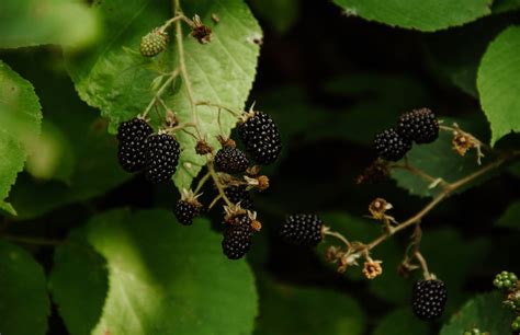 The Differences Between Black Raspberries And Blackberries - Happy House Garden