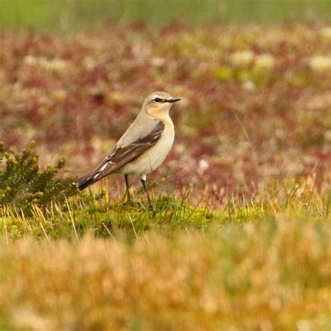 Female Wheatear by deanjohn | ePHOTOzine