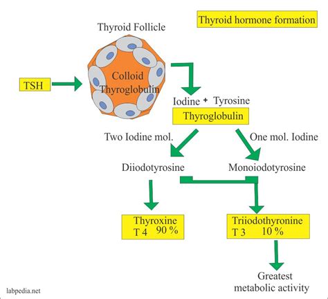 Thyroid - Part 2 - Thyroid stimulating hormone (TSH), Thyrotropin - Labpedia.net