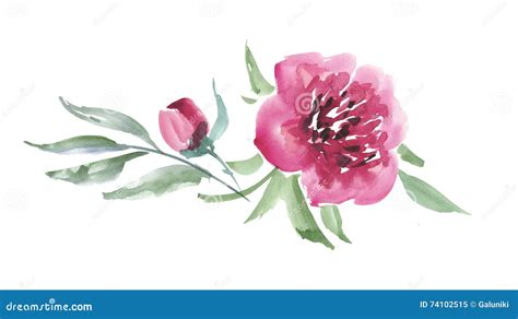 Pink peon flower stock illustration. Illustration of flowers - 74102515