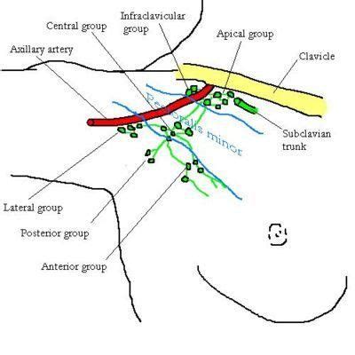 Lump in Armpit - Pictures, Causes, Treatment, Symptoms, Diagnosis ...