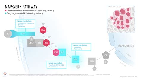 Medical Diagrams - Cellular Pathways in Cancer — Campbell Medical ...