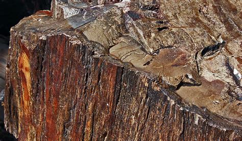 closeup of petrified wood | Petrified wood (from the Latin r… | Flickr